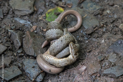 Obraz na płótnie Smooth snake (Coronella austriaca) w salonie