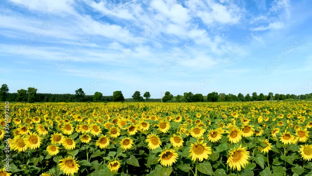 Timelapse of beautiful summer day over sunflower field Timelapse of beautiful summer day over sunflower field
