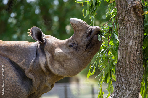 close up of a white rhinoceros feeding