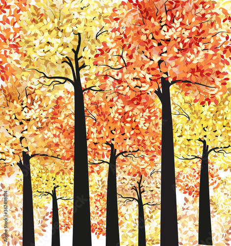 Autumn multicolored forest