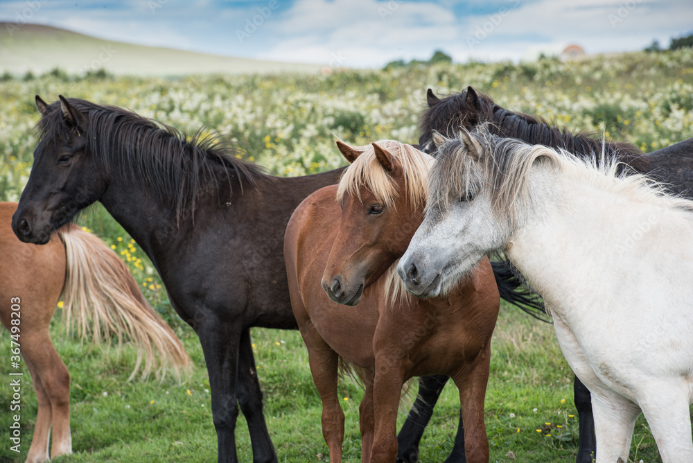 Obraz premium Iceland: the complete tour