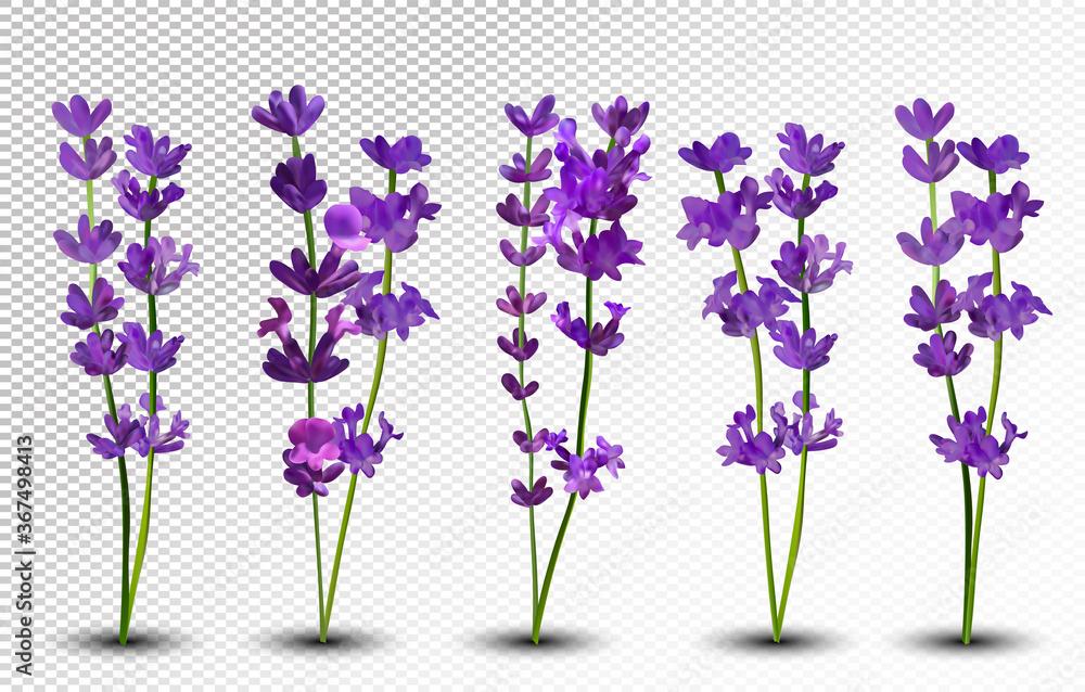 Bunch beautiful violet flowers. Lavender isolated on white background. Fragrant bunch lavender. Tender bouquet of lavender. 3d vector illustration Bunch beautiful violet flowers. Lavender isolated on white background. Fragrant bunch lavender. Tender bouquet of lavender. 3d vector illustration