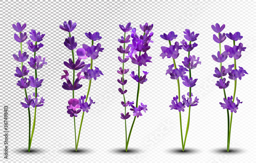 Bunch beautiful violet flowers. Lavender isolated on white background. Fragrant bunch lavender. Tender bouquet of lavender. 3d vector illustration