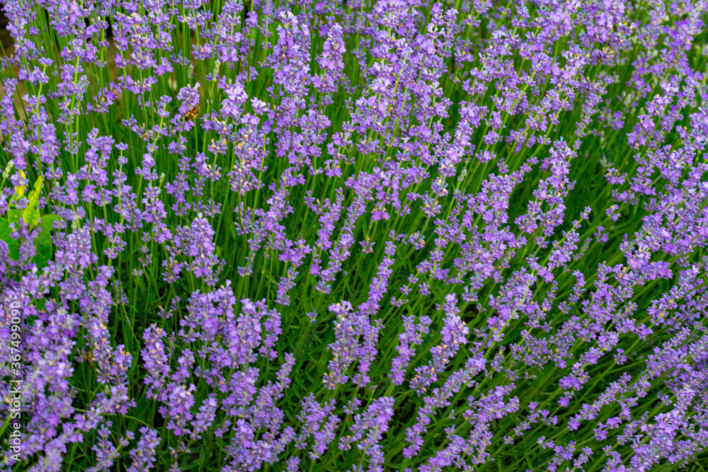Fototapeta premium purple lavender on the green plain of the farmer on a beautiful summer day