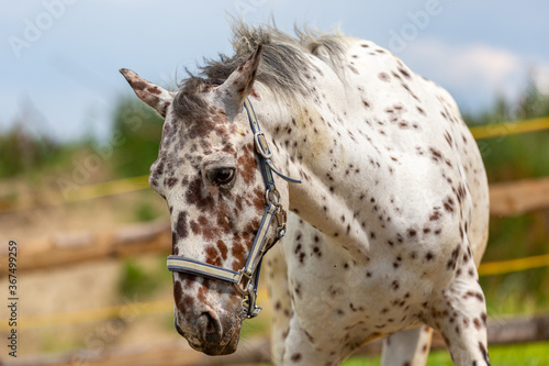 Portrait of a Danish Knabstrupper horse at a meadow photo