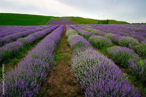purple lavender on the green plain of the farmer on a beautiful summer day