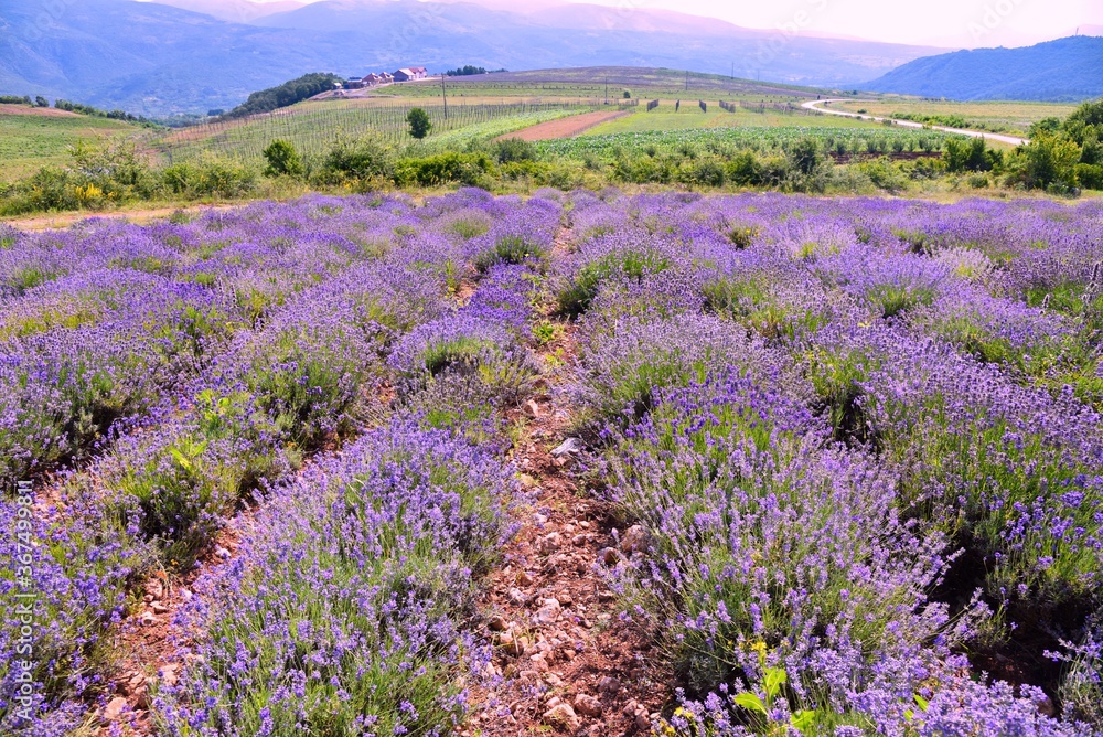 Naklejka premium field of lavender