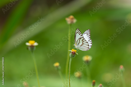 Striped Albatross (Appias olferna) butterfly on Mexican daisy flower. Abstract blurred background with copy space. © Supawit