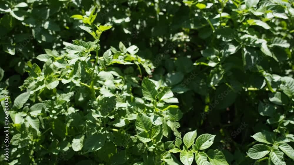 Green young potato plants growing in garden in HD VIDEO. Close up. Organic farming, healthy food, BIO viands, back to nature concept. Green young potato plants growing in garden in HD VIDEO. Close up. Organic farming, healthy food, BIO viands, back to nature concept.