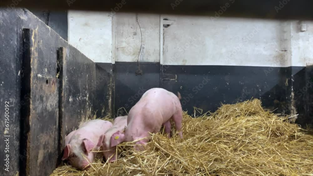 Pig farm. Piglets lie up on fresh straw inside the barn Pig farm. Piglets lie up on fresh straw inside the barn