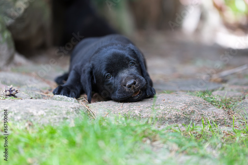 czarny szczeniak labrador retriever, z nosem ubrudzonym ziemią leży na ścieżce