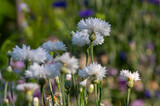 Centaurea cyanus white cultivated flowering plant in the garden, group of beautiful cornflowers flowers in bloom