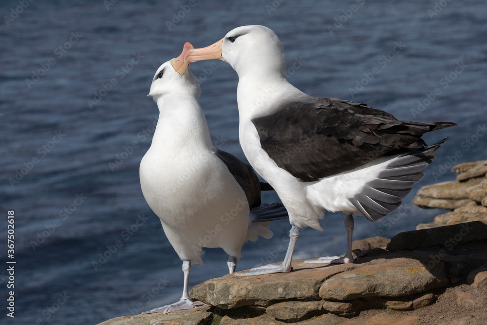 Fototapeta premium Black browed Albatross courtship display