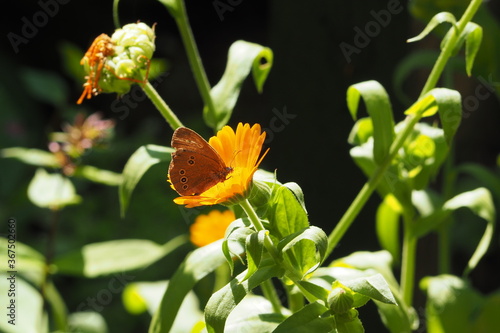 Motyl na       tym kwiatku w  r  d zieleni
