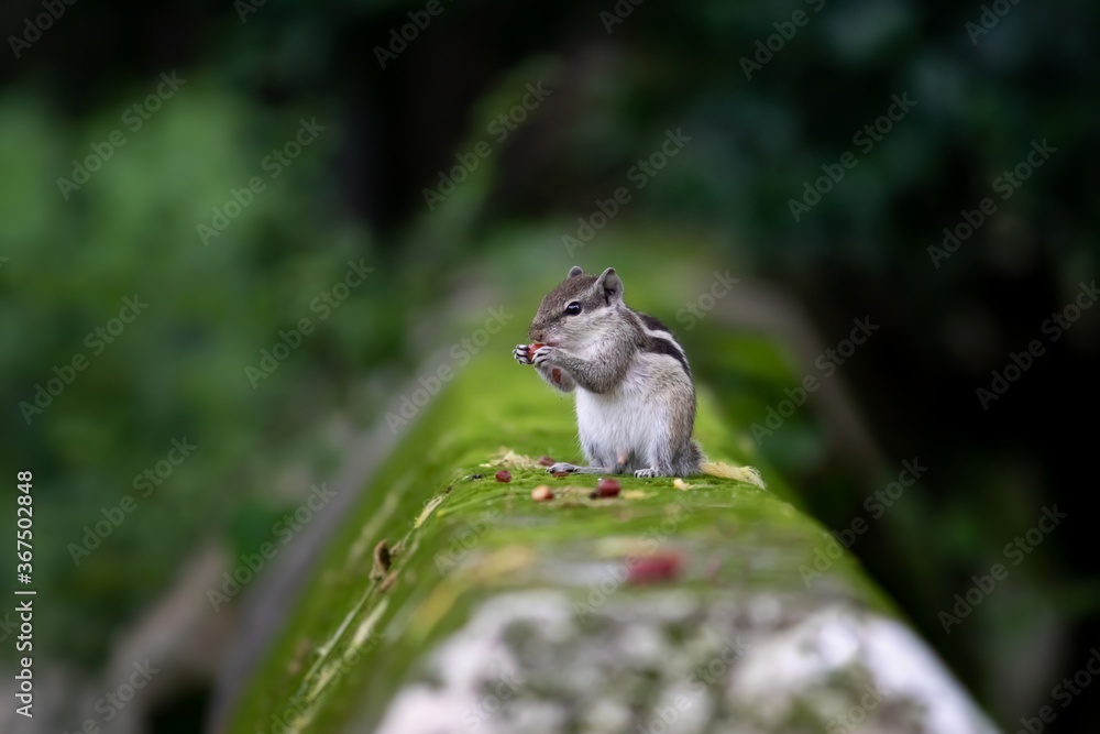 Three Striped Palm Squirrel or Indian Palm Squirrel Eating Peanut While Sitting on a Wall Three Striped Palm Squirrel or Indian Palm Squirrel Eating Peanut While Sitting on a Wall