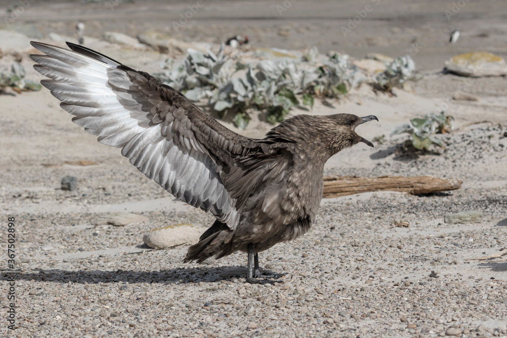 Obraz premium Falkland Skua aggressive display