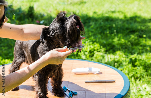 Girl pets hairdresser combings with iron comb before cutting a small cute black dog breed schnauzer. 