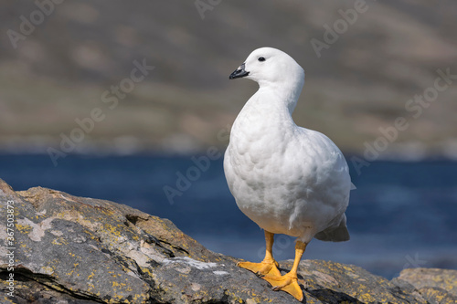 Foto Kelp Goose - Adult male