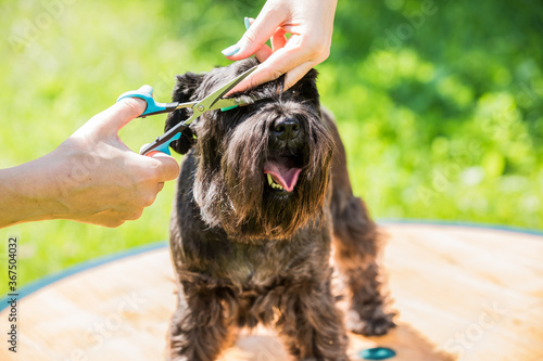 Girl pets hairdresser shears with special sharp scissors a small cute black dog breed schnauzer. 