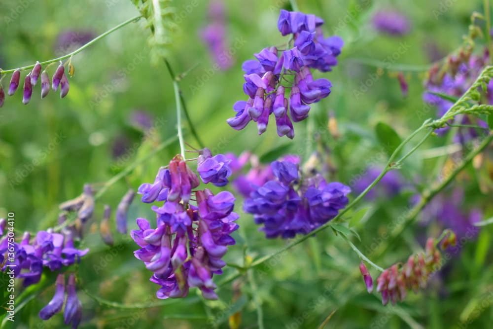 Fototapeta premium wildflowers in the forest