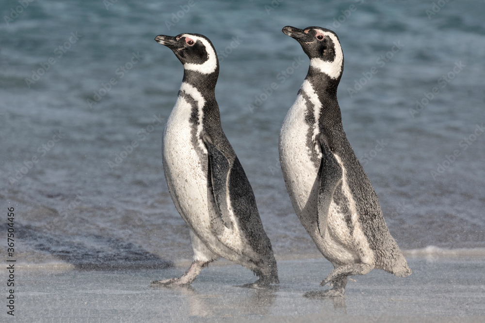 Obraz premium Magellanic Penguin windswept pair