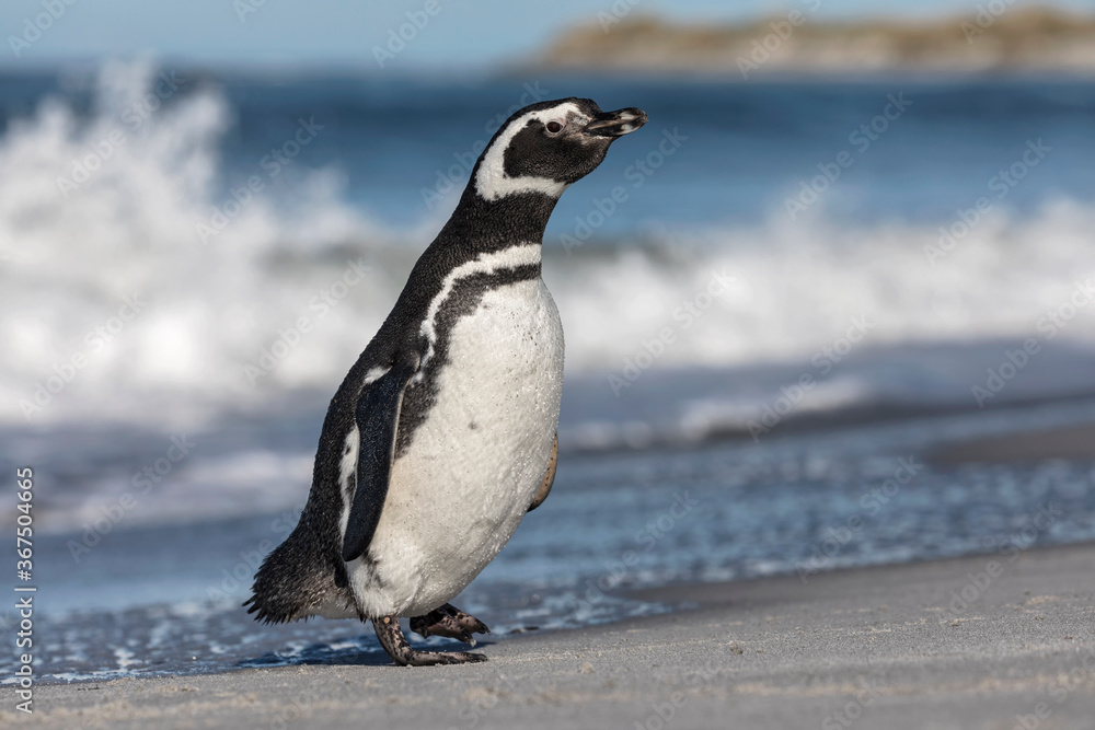 Obraz premium Magellanic Penguin stood on beach