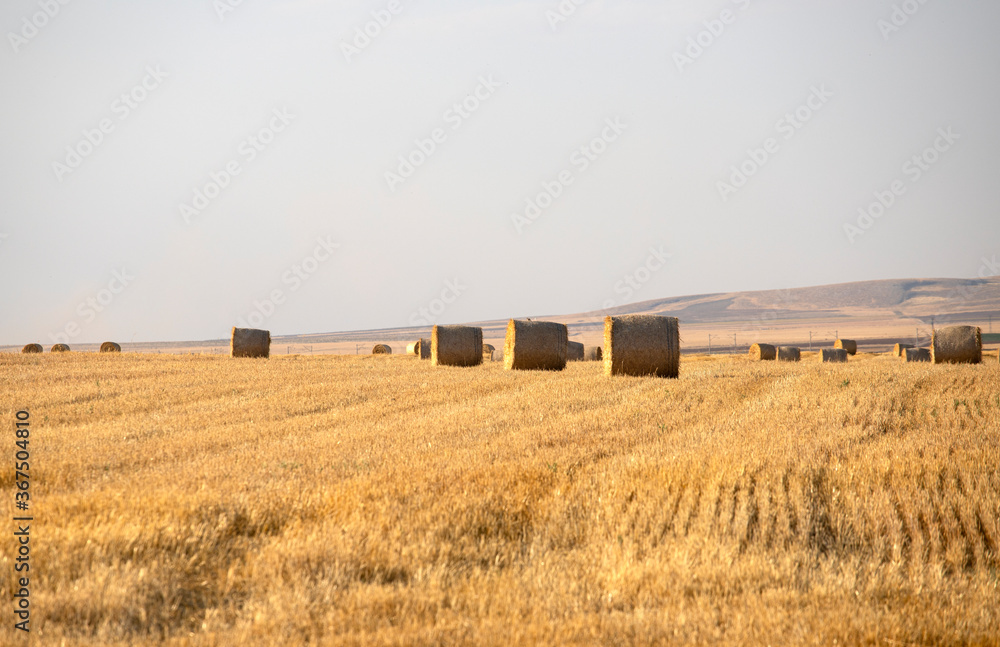 Fototapeta premium Beautiful landscape with straw bales in harvested fields, with blue sky and clouds, agriculture farming concept