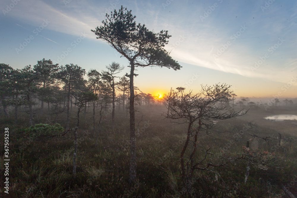 Obraz premium Stunning summery sunrise in a foggy Estonian bog with small pine trees in the foreground, Northern Europe. 