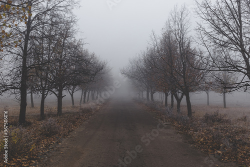 Old asphalt road in autumn park with trees in the fog