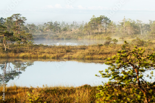 A calm and silent morning in Estonian bog landscape with some small bog lakes and slight mist. 