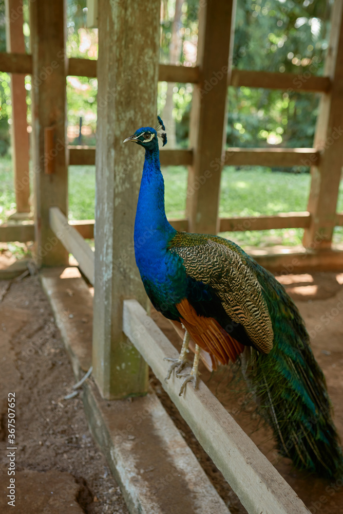 blue peacock sits on a wooden bar.