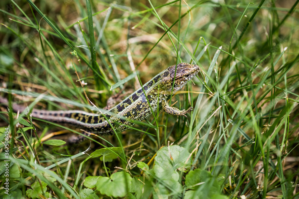 Lizard (lat. Lacerta agilis) in the natural habitat during the mating season.