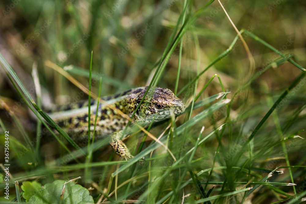 Lizard (lat. Lacerta agilis) in the natural habitat during the mating season. Lizard (lat. Lacerta agilis) in the natural habitat during the mating season.