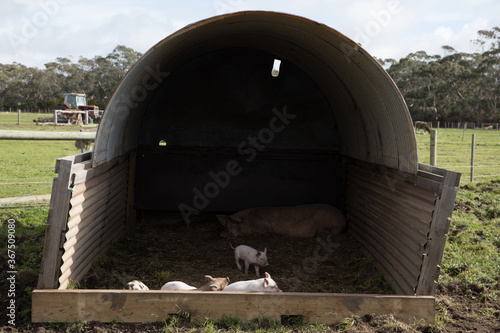 Pig sty