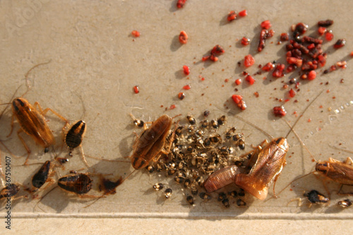 German Cockroach Egg Case