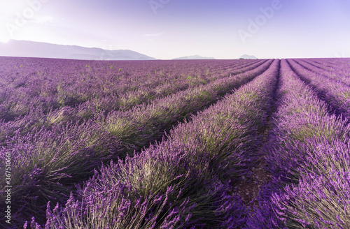 Lavender field summer sunrise landscape near Valensole. Provence, France 