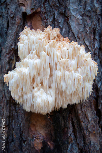 Lion's mane mushroom (Hericium erinaceus) photo