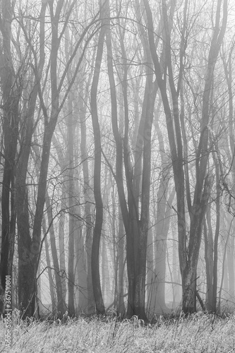 Gloomy trees in mist with bare branches