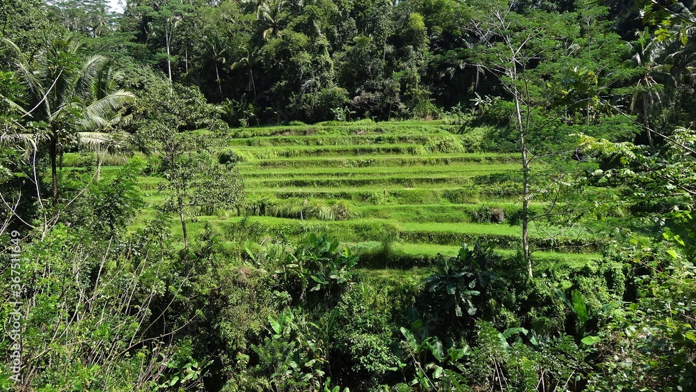 Green Terraced Paddocks in a Forest, Bali, Indonesia