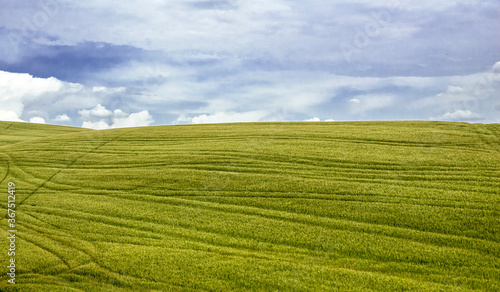 Wheat field,Tuscany,Italy,2018.