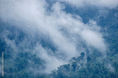 bosque humedo  Sierra de los Cuchumatanes  Quiche  Rep  blica de Guatemala  Am  rica Central