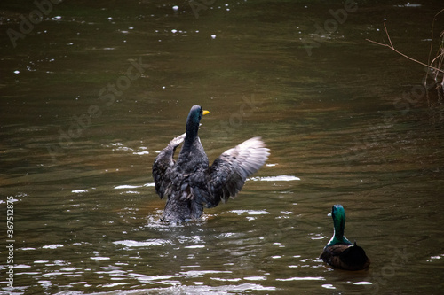 Duck flapping its wings in a river
