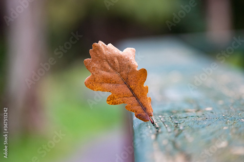 Orange leaf stuck in a wooden fence 1