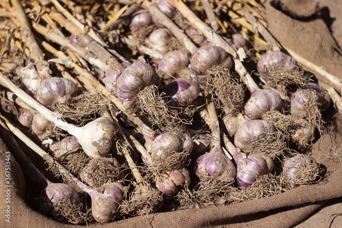 Many heads of dug garlic lie on burlap, harvesting. Agriculture. Ripe and healthy vegetables