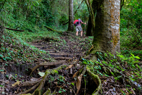 Wallpaper Mural ascension al volcan San Pedro 3020 m. parque ecológico del volcán San Pedro, lago de Atitlán,departamento de Sololá , República de Guatemala, América Central Torontodigital.ca