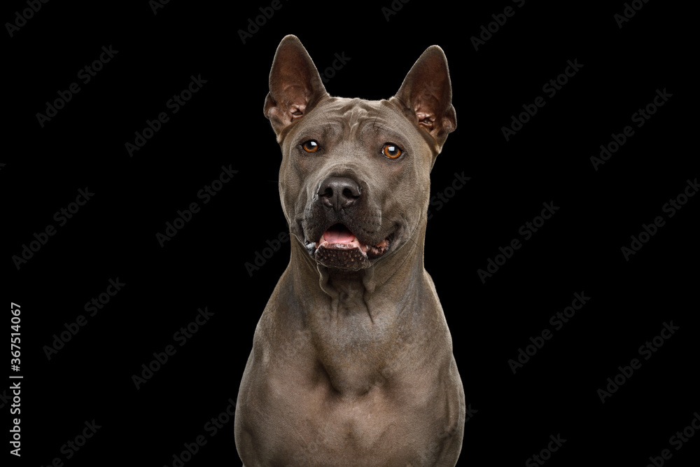 Portrait of Thai Ridgeback Dog on isolated black background