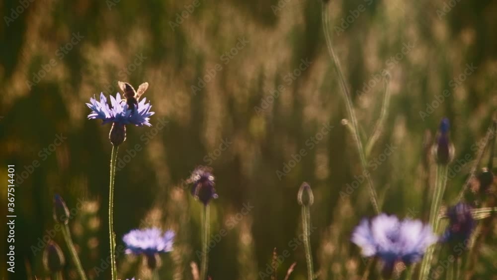Cornflowers in wheat field with bees flying around. 4K resolution shallow depth of field, shot during golden hour. Cornflowers in wheat field with bees flying around. 4K resolution shallow depth of field, shot during golden hour.
