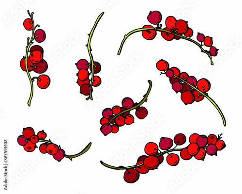 Set of red currant berries. White background, isolator. Cartoon style. Stock illustration.