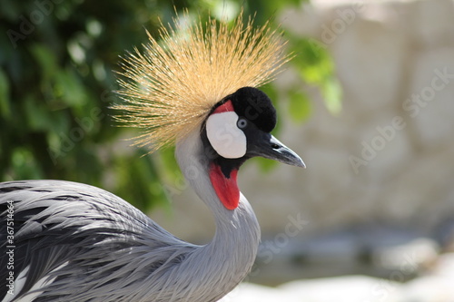 Grey Crowned Crane