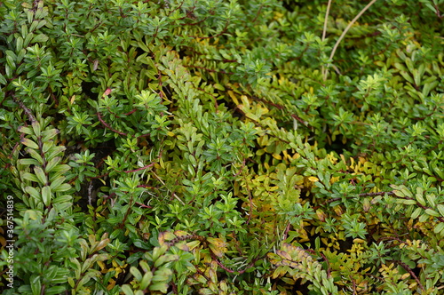 Closeup Salix hylematica know as dwarf willow with blurred background in rock garden